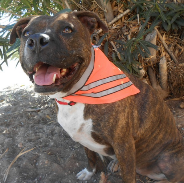 Reflective Safety Bandana - Large Size Breeds